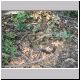 Tawonga - Snake on Staircase Spur Track.jpg